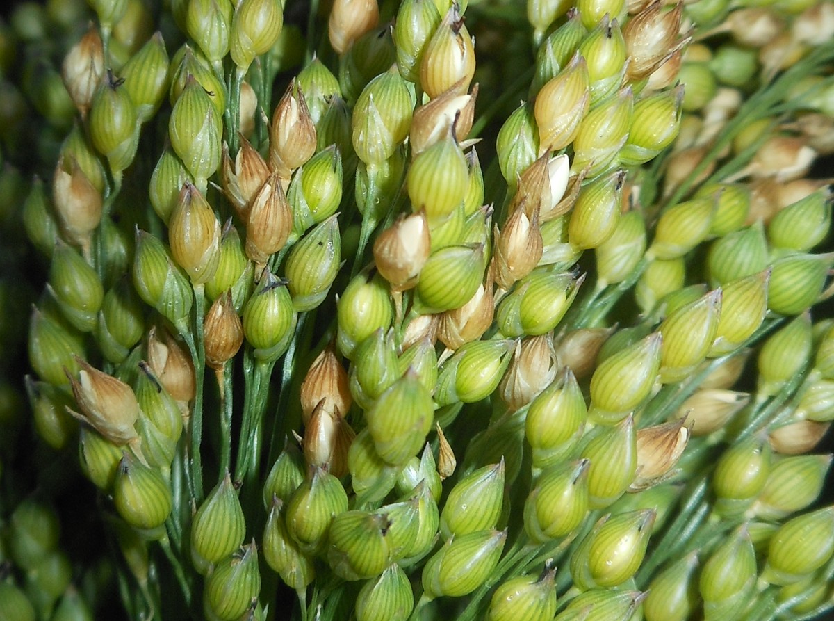 Panicum miliaceum L.